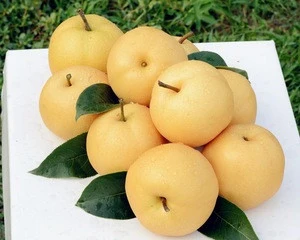 Fresh Pear Hosui Pear/ Fengshui Pear