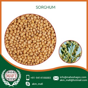 Fresh Quality Sorghum for Facture use at Cheap Rate