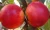 Import Fresh sweet nectarine fruit for sale from China