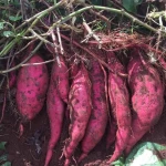 Fresh Sweet Potato New from Vietnam CropRed Style Packaging Color Container Weight Origin Type Size Product Place Model