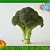 Import Fresh vegetables/ fresh broccoli price from China