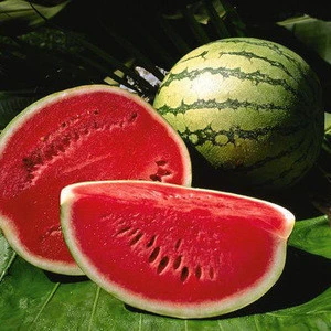 Fresh Fresh Water Melons for sale