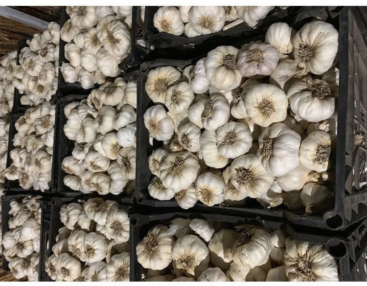 Fresh White Garlic Specification Peeled Garlic Normal Snow White Garlic