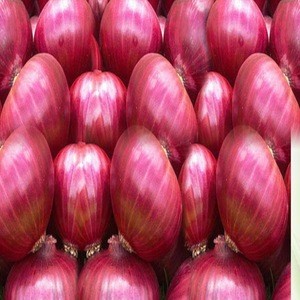 Fresh white Onion/Fresh Yellow Onion/Fresh Red Onion
