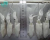 frozen small  baby squid round  loligo japonica IQF