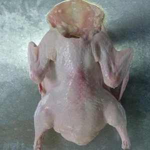 FROZEN WHOLE DUCK WITHOUT HEAD&amp;NECK POULTRY MEAT