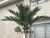Import Garden decoration big Palm Foliage leaves tree outdoor Decor artificial coconut date palm trees from China