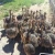 Import Healthy Ostrich Chicks for sale from Philippines