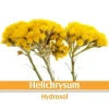 HELICHRYSUM HYDROSOL. 100% PURE AND NATURAL