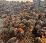 High Purity Crude Palm Oil with a Reasonable Price