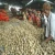 Import High quality 100% Organic fresh Potatoes from Bangladesh from Bangladesh