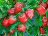 High Quality Bell Pepper/Capsicum Sweet Bell Pepper for Sale