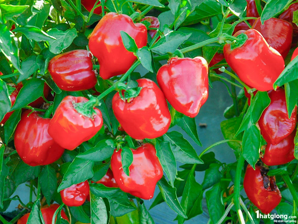 High Quality Bell Pepper/Capsicum Sweet Bell Pepper for Sale
