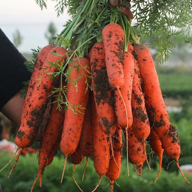 High Quality Fresh Organic Spring Red Carrots With Low Price
