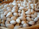 High Quality Ginkgo Nuts