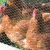 high quality malla gallinero x 1 iron mesh chicken wire netting for sale