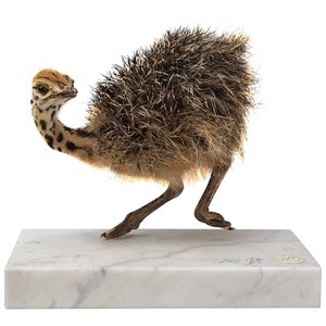 Hot sales Live Healthy Ostrich Chicks for sale