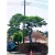Import Hot Sell Tree Seeds Bonsai Real House Potted Plant With High Quality from Japan