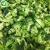 Import IQF Import bulk chinese organic brands frozen broccoli with wholesale prices from China