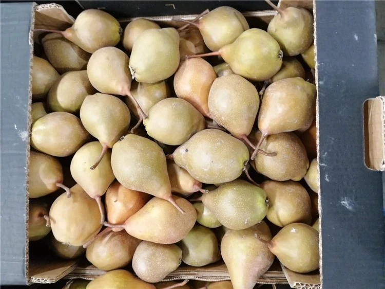 Italian Premium Pears Fresh Pears Fresh Fruit