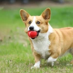 Juice Pet High Quality Eco Friendly Rubber Tennis Ball Outdoor Fun Pet Tennis Ball Game Cricket Tennis Ball