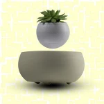 Levitation real natural woody plants magic floating indoor plants