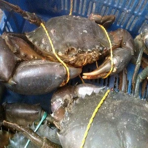 Live Mud Crab wholesale price