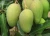 Import Mango Fruit Trees from China