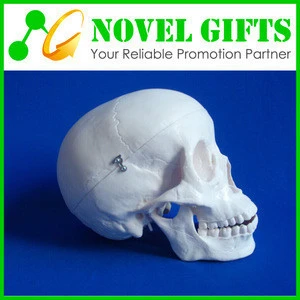 Medical Anatomical Skull Model