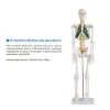 Medical Science Teaching 85cm Skeleton Model with Nerves and Blood Vessels