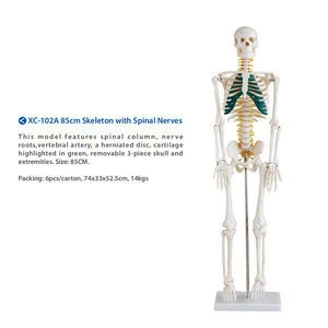 Medical Science Teaching 85cm Skeleton Model with Nerves and Blood Vessels