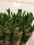 Import Multi-bud Lotus Lucky Bamboo Plant from China