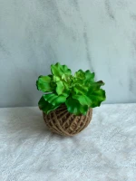 Natural foliage plant decoration moss ball green leaf photosynthesis succulents wholesaleve plants