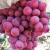 Import New Crop fresh &amp; Frozen Grapes from Republic of Türkiye