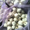 New Crop Fresh Garlic from Shandong, China
