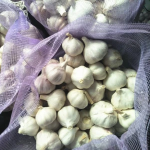 New Crop Fresh Garlic from Shandong, China
