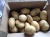 New crop holland potato seed/ potato buyers/ potato prices