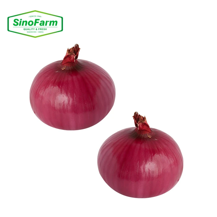 New Onion Crop Fresh Onion Export to Dubai