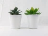 Nice design  cement tray Potted succulent plant potted of plant
