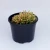 Import ornamental plants wholesale inodoor plant echeveria Live natural succluents plants from China
