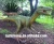 Import Outdoor Green realistic animatronic  dinosaur from China