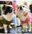 Import pet dog custom clothes designer dog clothes from China