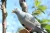 Import plastic animal flying bird  pigeon shells hunting decoy from China