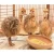Import Pure Bred Ostrich Chicks Available from China