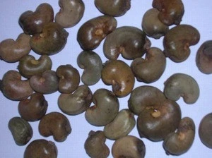raw cashew nuts in shell