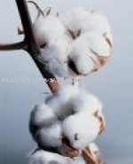 RAW COTTON