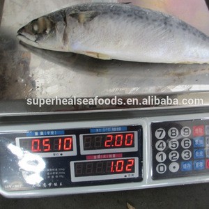 raw material of frozen whole pacific mackerel and saba mackerel