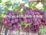 Red Globe Grapes