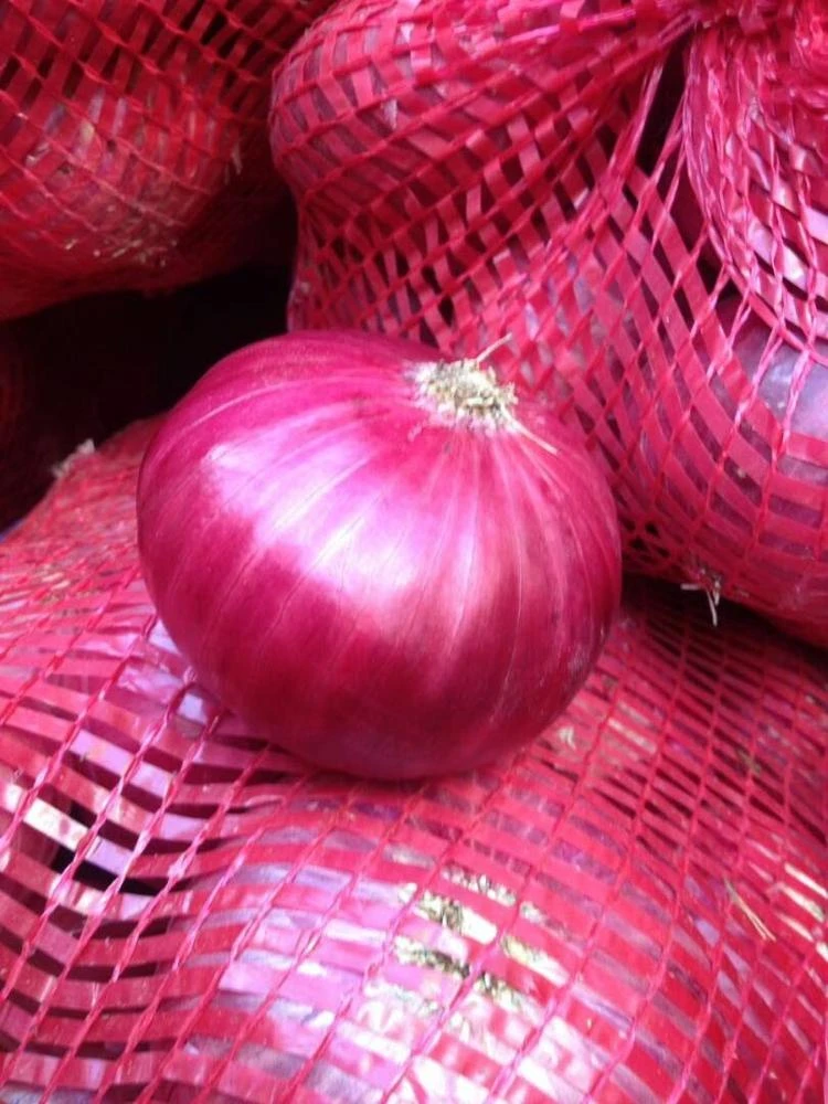 Red Onion best quality cheap price