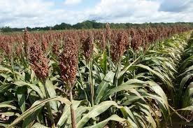 Red Sorghum /Best quality/ competitive price/Fast delivery time